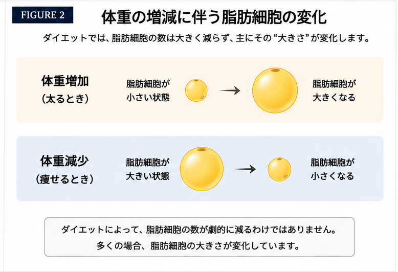 体重の増減に伴う脂肪細胞の変化